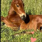 Haras De La Ressee Apartamento