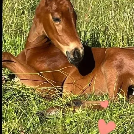 Haras De La Ressee Appartement